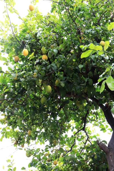Limone Con Frutti Legno Tropicale Agrumi — Foto Stock