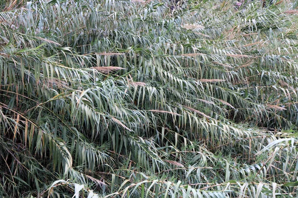 灌丛的河芦苇背景 — 图库照片