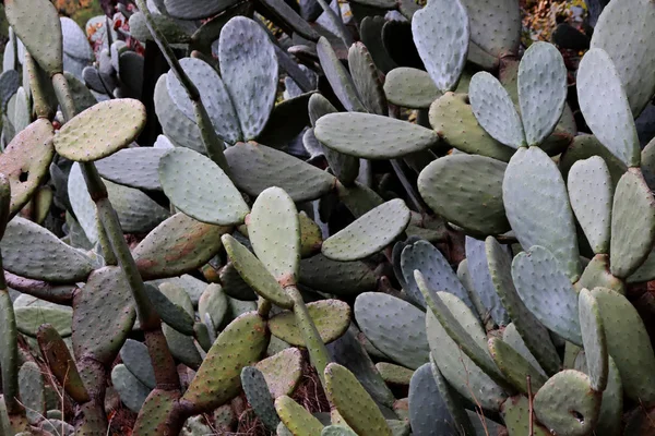 Many wild cacti background. Prickly cactus texture.