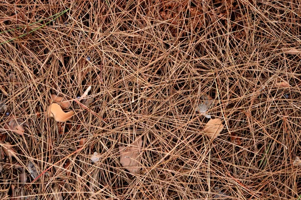 Dry pine needles texture. Forest floor backdrop. Brown dried fir needles background.
