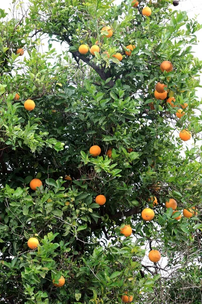 Arancio Con Frutti Che Crescono Una Strada Città — Foto Stock