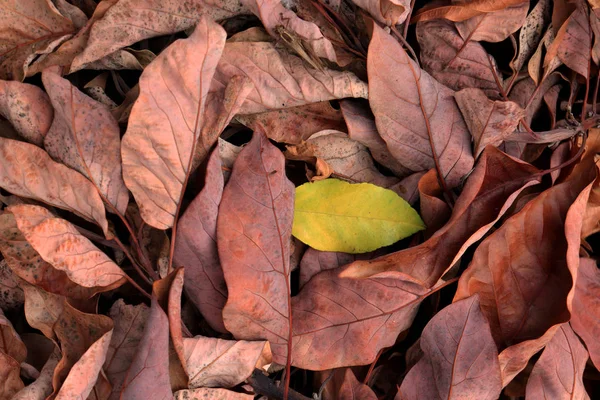 Antecedentes Oscuros Textura Hojas Secas Fondo Del Suelo Del Bosque —  Fotos de Stock