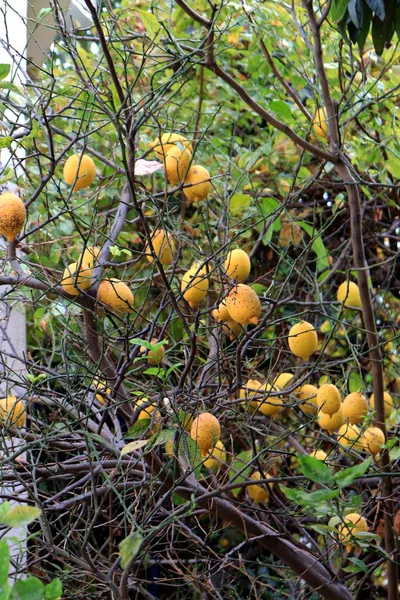 Limone Con Foglie Cadute — Foto Stock