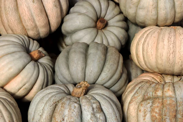 Squashes Backdrop Many Pumpkins Texture Gourds Background — Stock Photo, Image