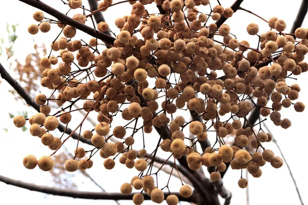 Grappolo Frutta Bacche Bianche Albero — Foto Stock