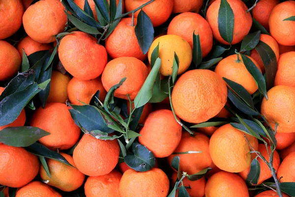 有叶子背景的曼达林 大量的橘子展示了质感 — 图库照片