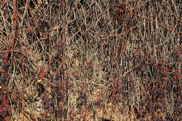Ścianę Porastają Dzikie Winogrona Opadłych Liści — Zdjęcie stockowe