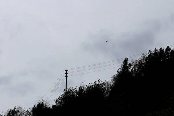 Árvores Máximo Silhueta Com Pólo Energia Fundo — Fotografia de Stock