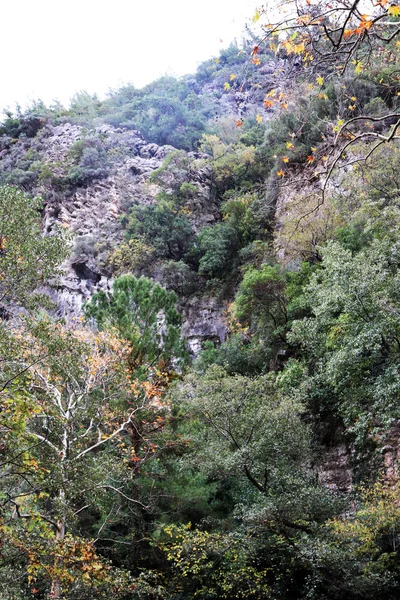 Скеляста Поверхня Гори Лісом Схилі — стокове фото