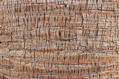 Egzotik ahşap zemin. Palmiye ağaç kabuğu desen doku. Tropik ağaç gövde arka plan.