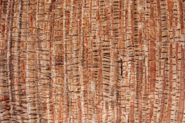 Palmiye ağaç kabuğu desen doku. Tropik ağaç gövde arka plan. Egzotik ahşap zemin.