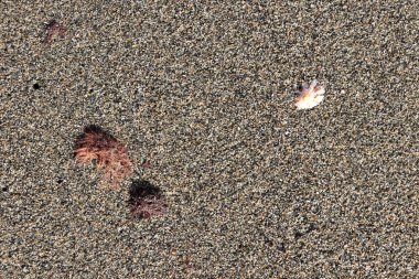 Deniz yosunu ve kabuk kum doku kuru. Yaz plaj arka plan.