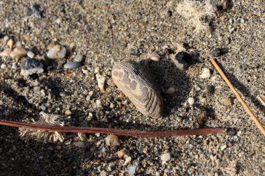 Ahşap wands kum doku parçasıyla yıpranmış. Yaz plaj arka plan.