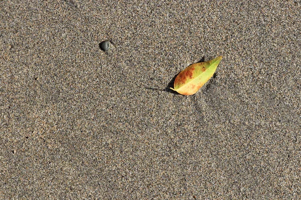 Sand Texture Stone Dry Leaf Summer Beach Background — Stock Photo, Image