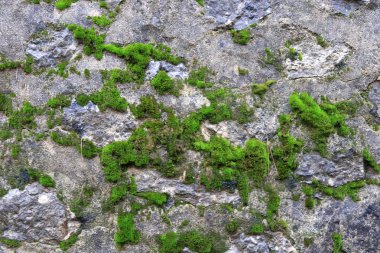 Kayalık cobblestones yeşil yosun ile doku duvar. Taş cliff arka plan.