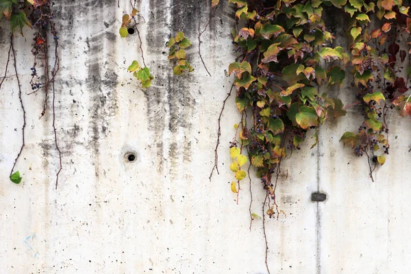 Textura Pared Hormigón Blanco Con Planta Uva Seca Sobresaliente —  Fotos de Stock