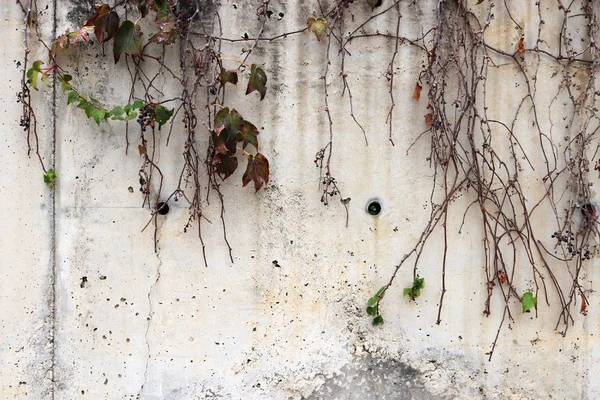 Kuru Üzüm Brançlardan Taşkın Ile Beyaz Beton Duvar Doku — Stok fotoğraf