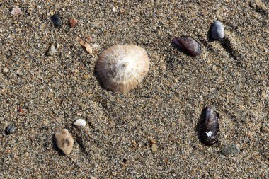 Konik ve midye kabukları sahilde taşlarla