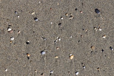 Islak kum üzerinde lekeleri farklı taşlarla. Nadir çakıl arka plan. Plaj güzellik zemin.