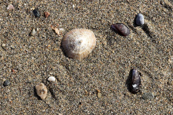 Konik ve midye kabukları sahilde taşlarla
