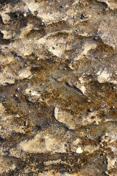 Deniz kayalık uçurum doku ıslak. Kaba deniz arka plan.