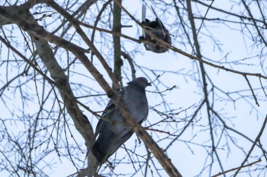 Şehir brunch oturan kuşların güvercin.