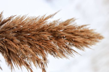 Kar arka plan üstüne ıslak sazlık