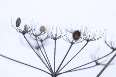 Kuru bitki brunch ile Kuru tohumlar