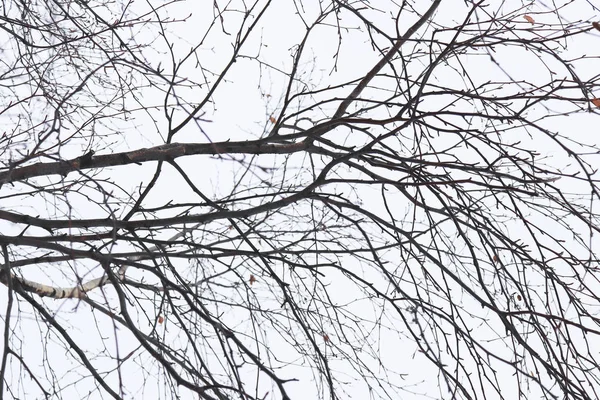 Gałęzie Brzozy Opadłych Liści — Zdjęcie stockowe