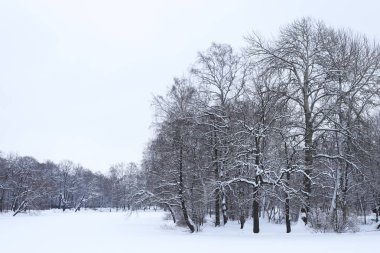 Ağaçların altında kar sakin manzara ile kış göl.