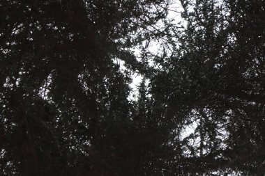 Büyük Noel ağaçlar gökyüzü giriş izni. Alt görünümü.