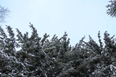 Büyük Noel dalları gökyüzü ile ağaçları. Alt görünümü.