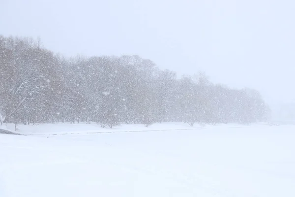 Paisagem Neve Com Árvores Floresta Horizonte Visibilidade Tempo Nevado — Fotografia de Stock