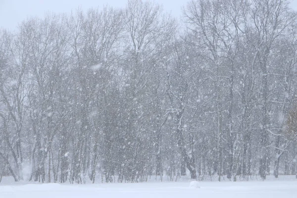 Neve Voadora Com Árvores Florestais Fundo Visibilidade Tempo Nevado — Fotografia de Stock
