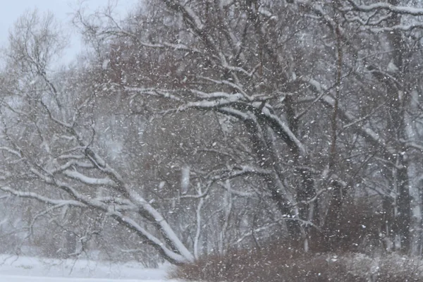 Neve Voadora Com Árvores Paisagem Visibilidade Tempo Nevado — Fotografia de Stock