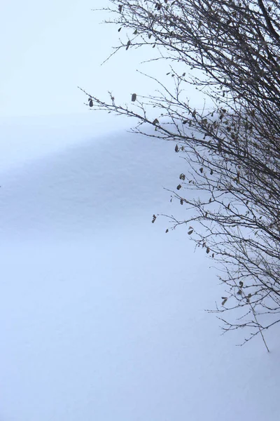 Snow drift with bush branches. Calm winter background.