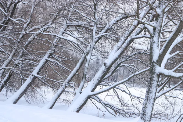 Inclinando Árvores Sobre Lago Congelado — Fotografia de Stock