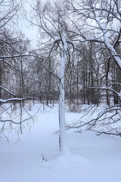 Árvore Sob Neve Inclinada Sobre Lago Congelado — Fotografia de Stock