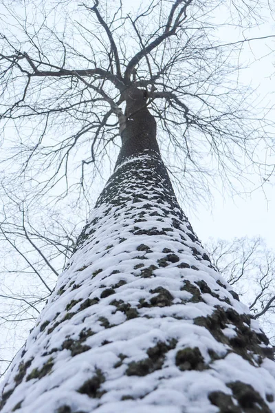 Gran Árbol Lado Cubierto Nieve Vista Inferior — Foto de Stock