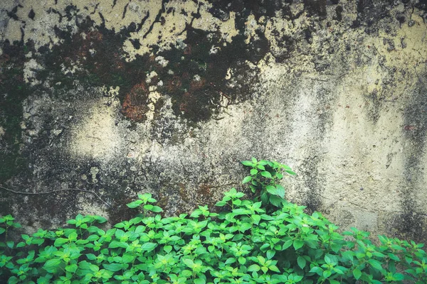 Каменная стена с мохом и зелеными растениями — стоковое фото