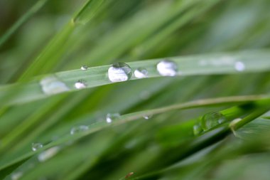 çimen bir bıçak üzerinde su damlaları.