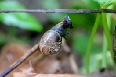 Kamışı yaban hayatı manzara üzerinde salyangoz. Yaz Flora makro arka plan.