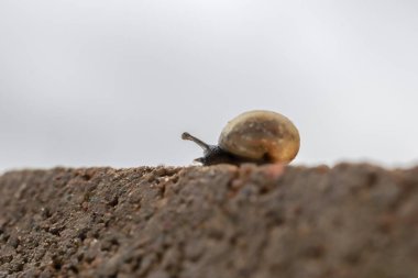 Beton tuğla üzerinde sürünme küçük salyangoz