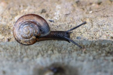 Küçük salyangoz bir beton tuğla kenarında tarama