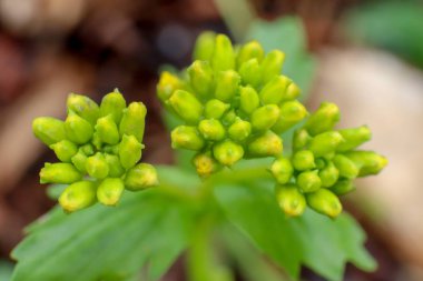 Çiçek tomurcukları. Yaz geçmişi.