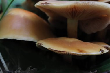 Orman mantar makro manzara.