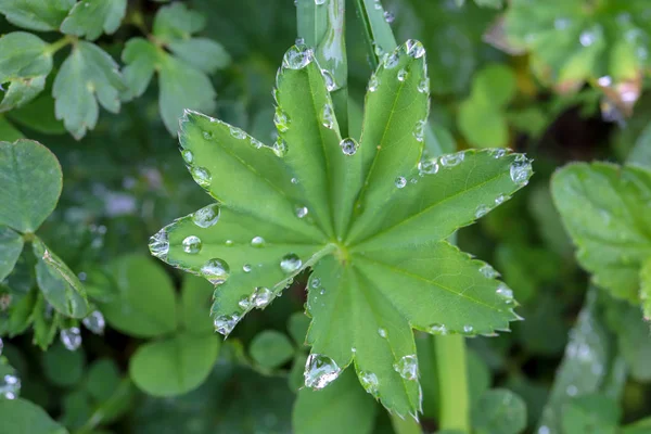 Dew on leaf sprout. Green flora background.