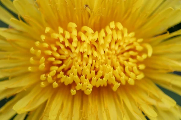 Fiore giallo germoglio centro. Estate Flora sfondo . — Foto Stock