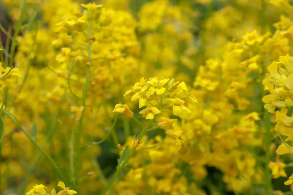 많은 노란색 꽃과 글레이드. 매크로 클로즈업. 배경 채우기. — 스톡 사진