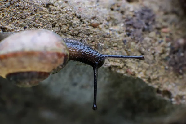 Small snail crawling on a edge of a concrete brick — Stock Photo, Image